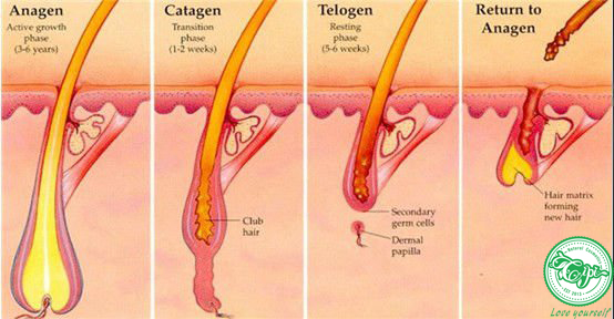 Chu kỳ sinh trưởng của tóc